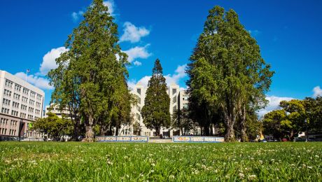 Park with tall trees and open green space.