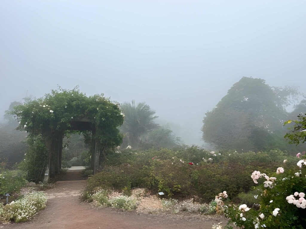 Foggy scene with trees and a flower garden.