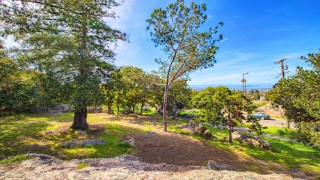 Green space with a large tree in the park.