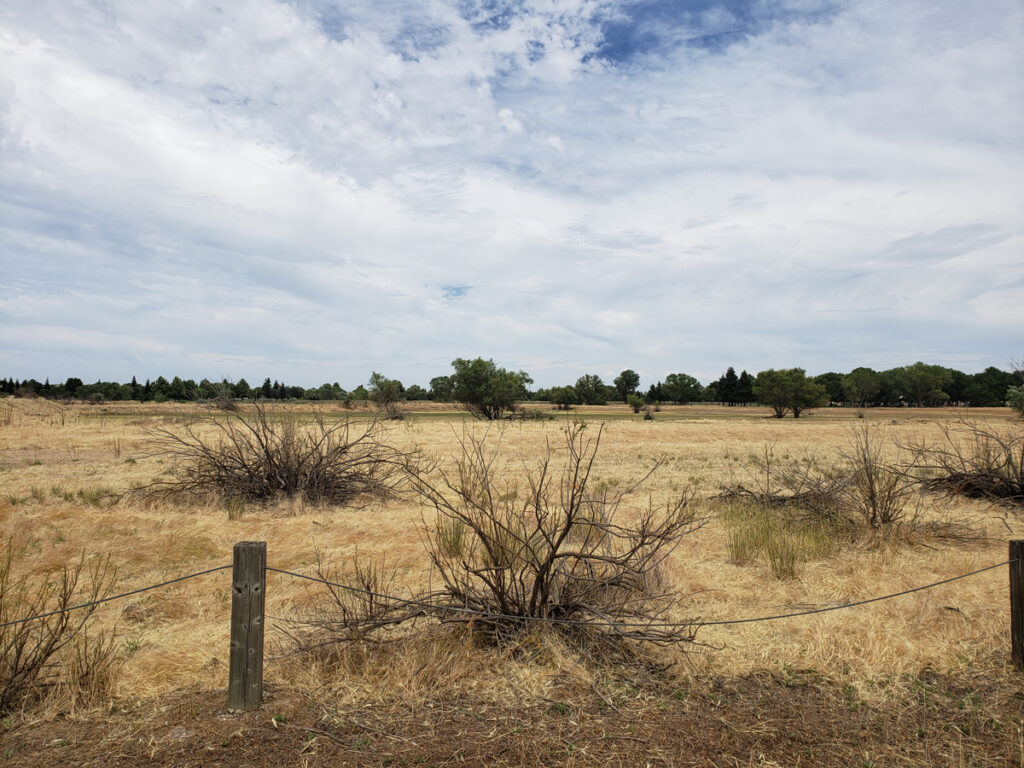 Open, dry landscape with sparse trees and grass.