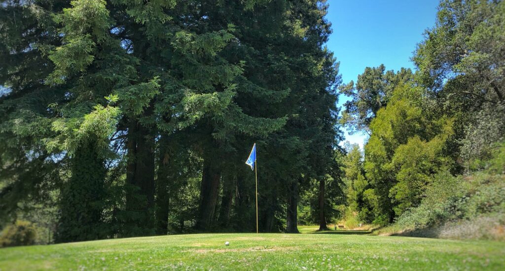 Large park with tall trees and wide green space