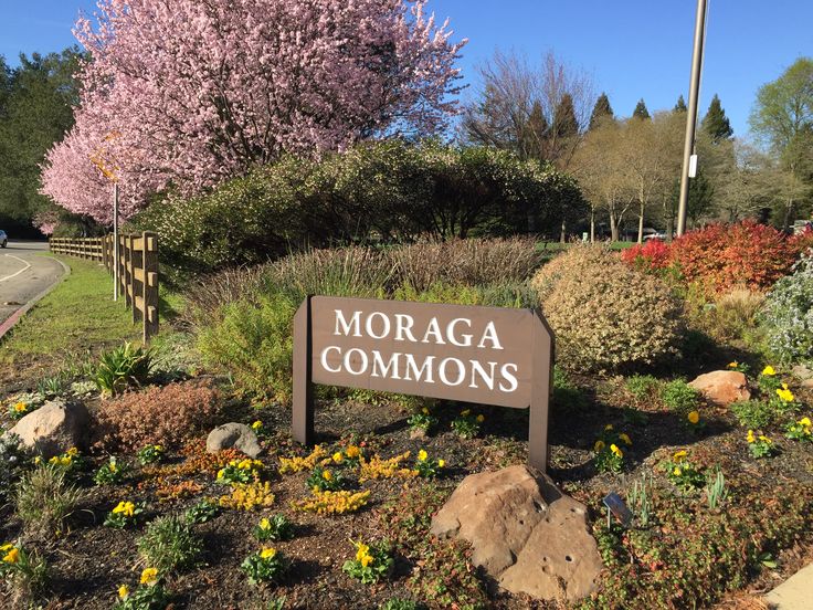 Sign for Moraga Commons surrounded by flowers.
